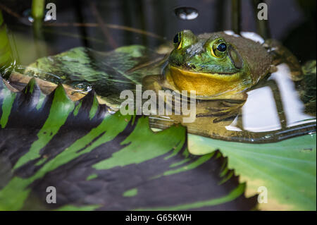 Grenouille sur un coussin de nénuphars. Au jardin botanique d'Atlanta, en Géorgie. (ÉTATS-UNIS) Banque D'Images