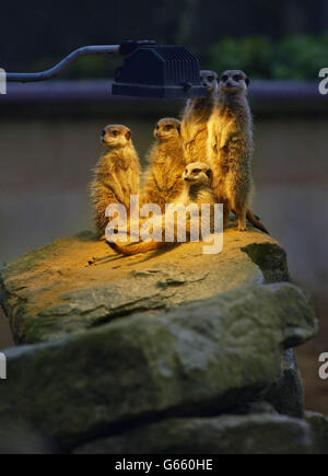 Une famille de meerkats se tient autour d'une lampe de chauffage au parc zoologique Marwell Zoological Park près de Winchester. Dans leur habitat naturel d'Afrique australe, de grands groupes d'habitants des desserts aiment se prélasser au soleil, mais sur la côte sud froide de l'Angleterre, ils doivent faire avec un faux soleil fourni par leurs gardiens. Banque D'Images