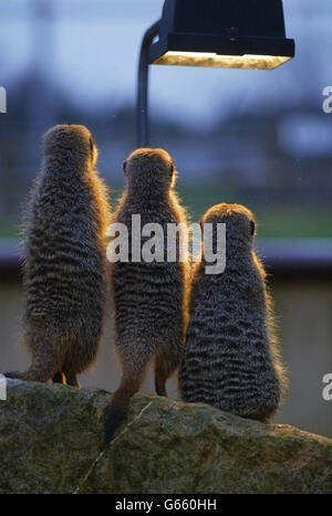 Une famille de meerkats se tient autour d'une lampe de chauffage au parc zoologique Marwell Zoological Park près de Winchester. Dans leur habitat naturel d'Afrique australe, de grands groupes d'habitants des desserts aiment se prélasser au soleil, mais sur la côte sud froide de l'Angleterre, ils doivent faire avec un faux soleil fourni par leurs gardiens. Banque D'Images