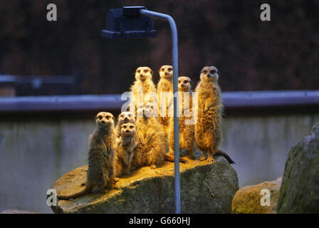 Le ZOO DE MARWELL - SURICATES Banque D'Images