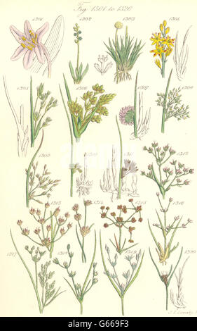 Fleurs sauvages : Safran Asphodel Pipewort Rush. SOWERBY, antique print 1890 Banque D'Images