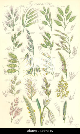 Fleurs sauvages Brome : Bristle-Lyme Regis-Wood d'avoine l'orge. SOWERBY, 1890 Banque D'Images