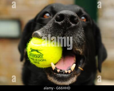 Explosifs et recherche chien Dylan avec un ballon de Wimbledon dans sa bouche avant le neuf jour des Championnats de Wimbledon au All England Lawn tennis and Croquet Club, Wimbledon. Banque D'Images