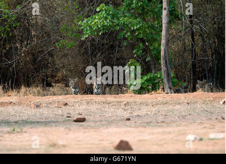 L'image de Tiger ( Pnathera tigris ) Maya et d'oursons dans le parc national de Tadoba, Inde Banque D'Images