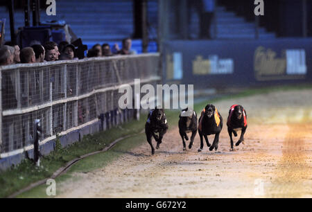 Courses de lévriers - William Hill Derby - Troisième série - Jour 3 - le stade de Wimbledon Banque D'Images