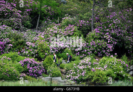 Des rhododendrons sont exposés à la maison Cragside de Northumberland. Banque D'Images