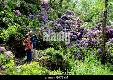 Des rhododendrons sont exposés à la maison Cragside de Northumberland. Banque D'Images