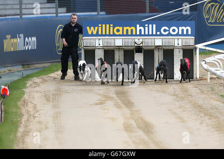 Greyhound Racing - William Hill Derby - semi-finales - Wimbledon Stadium.Cloheena Micky (troisième à gauche) quitte la porte de départ sur son chemin pour gagner la plaque William Hill Derby - chaleur 1 Banque D'Images