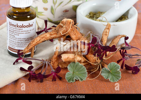 L'Afrique du Sud, Umckaloabo / géranium (Pelargonium sidoides) Banque D'Images