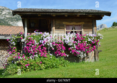 Bûcher avec pétunia (Petunia / × hybrida) / Groednertal, Tyrol du Sud, Italie Banque D'Images