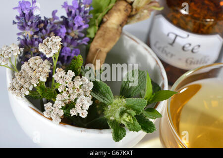 La lavande, le chardon de lait fruits, racine de pissenlit, menthe poivrée, millefeuille, saint Benoît de pitcher / (Lavandula angustifolia), (Silybum marianum), (Taraxacum officinale), (Mentha piperita), (Marrubium vulgare), (Achillea millefolium), (Cnicus benedictus) / Marian thistle, fruits, ballote ballote blanc commun, chardon bénit, chardon, chardon repéré saint Banque D'Images