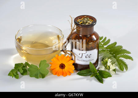 Lamier blanc, Archange, racine de valériane, menthe, souci, Alchemilla, l'alchémille, baume, pied de Lion, Silverweed / (Calendula officinalis), (Alchemilla vulgaris), (Potentilla anserina), (Argentine vulgaris), (Fragaria anserina), (Melissa officinalis), (Mentha piperita), (Valeriana officinalis), (Lamium album) Banque D'Images