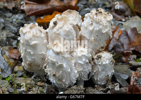 Cap d'encre Shaggy, avocat, la perruque de Shaggy mane / (Coprinus comatus) Banque D'Images