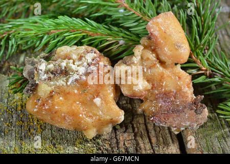 Résine / Epicéa (Picea abies) Banque D'Images