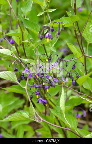 Morelle amère, amère (Solanum dulcamara morelle /) Banque D'Images