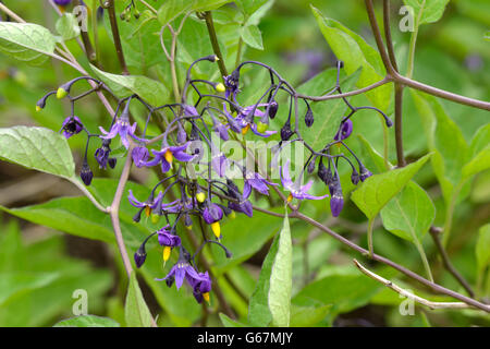 Morelle amère, amère (Solanum dulcamara morelle /) Banque D'Images