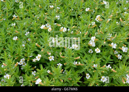 Hedgehyssop, herbe de Grâce / (Gratiola officinalis) Banque D'Images