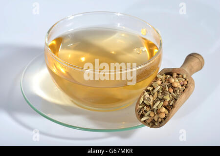 Tasse de thé à l'anis, fenouil, cumin, coriandre annuelle / (Pimpinella anisum, Foeniculum vulgare, Carum carvi, Coriandrum sativum) Banque D'Images