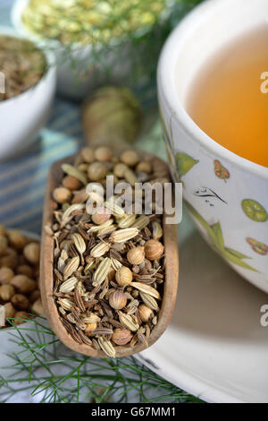 Tasse de thé à l'anis, fenouil, cumin, coriandre annuelle / (Pimpinella anisum, Foeniculum vulgare, Carum carvi, Coriandrum sativum) Banque D'Images