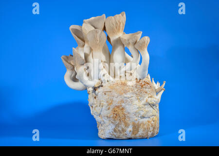 Roi des champignons trompette, cor français, le roi des champignons pleurotes, champignons Boletus King Brown, de la steppe, trompette royale / (Pleurotus eryngii) Banque D'Images