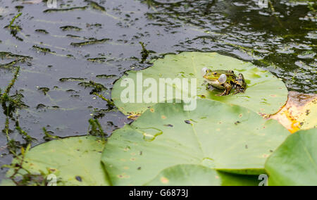 Coassant grenouille verte sur une feuille de nénuphar dans l'eau étang Banque D'Images