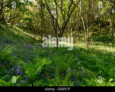 Bluebells Descente, Co. Londonderry (Irlande du Nord) Banque D'Images