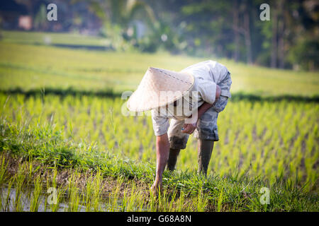 Ubud, Indonésie - 5 septembre : Un agriculteur de riz balinais pose au cours d'une matinée de travail près de Ubud, Bali, Indonésie, sur Banque D'Images