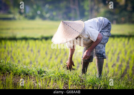 Ubud, Indonésie - 5 septembre : Un agriculteur de riz balinais pose au cours d'une matinée de travail près de Ubud, Bali, Indonésie, sur Banque D'Images