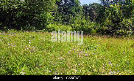 Fleurs sauvages dans le jardin botanica dans ruckphen holland Banque D'Images