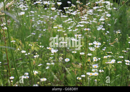 Marguerites Banque D'Images