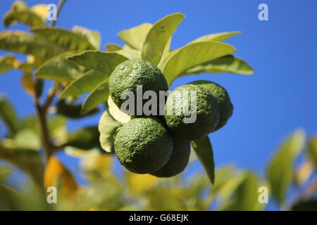 Citrons verts jeunes sur le citronnier au soleil Banque D'Images