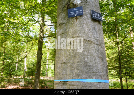 Cimetière des forêts ( cemetery urn normale places sous les arbres ) : les pierres tombales sur les arbres, Bad Teinach-Zavelstein, Allemagne, Baden- Banque D'Images