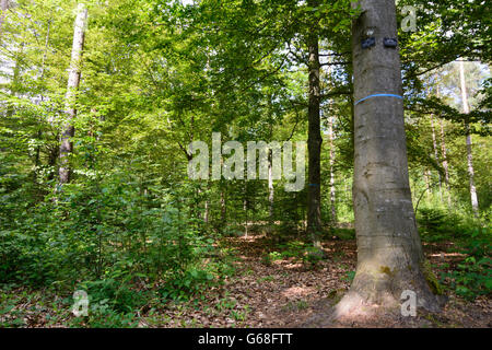 Cimetière des forêts ( cemetery urn normale places sous les arbres ) : les pierres tombales sur les arbres, Bad Teinach-Zavelstein, Allemagne, Baden- Banque D'Images