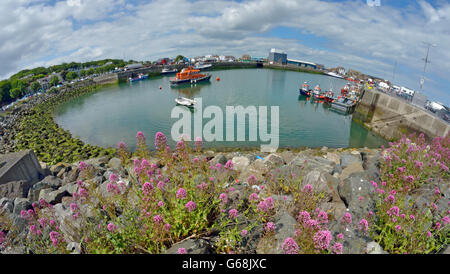 En été, le port de Howth, comté de Dublin, Irlande. Banque D'Images