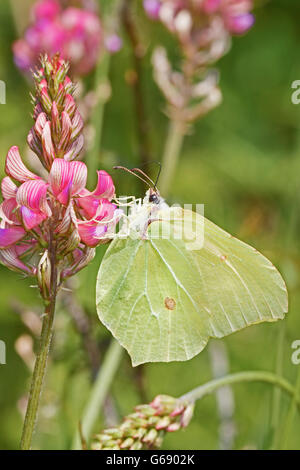 Brimstone Butterfly mâle se nourrissant de sainfoin Banque D'Images