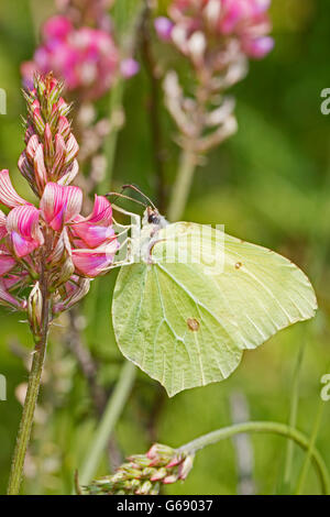 Brimstone Butterfly mâle se nourrissant de sainfoin Banque D'Images