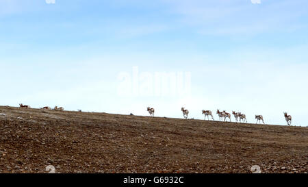 L'Antilope d'Amérique (Antilocapra americana) au cours anuel migraton sur une crête, National Elk Refuge, Wyoming, USA Banque D'Images