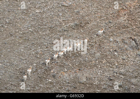 L'Antilope d'Amérique (Antilocapra americana) au cours anuel migraton sur un hilside, National Elk Refuge, Wyoming, USA Banque D'Images