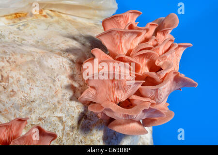 Pleurote rose, rose commune / pleurote Pleurotus salmoneo stramineus (, Pleurotus djamor) Banque D'Images