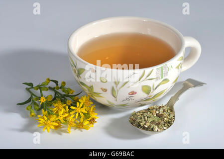 Tasse de thé / (Solidago Verge d'virgaurea) Banque D'Images