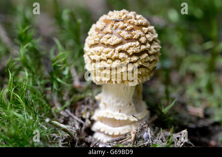 Agaric fly royal, roi de Suède (Amanita Amanita regalis) / Banque D'Images