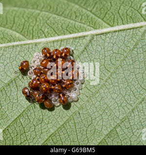 .Les jeunes de Nezara viridula, communément connue sous le nom de southern green stink bug ou bogue de légumes verts. Au soleil. Macro. Banque D'Images