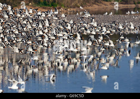 Un troupeau d'huîtriers (Haematopus ostralegus) lift off avec un grand nombre de maubèche (Calidris canutus) dans l'arrière-plan Banque D'Images