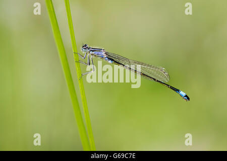 Une demoiselle à queue bleue (Ischnura elegans) perché sur une tige d'herbe Banque D'Images