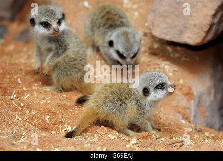Les nouveau-nés meerkats au zoo de Bristol Gardens, qui a accueilli des triplés nés le 21 juillet. Banque D'Images