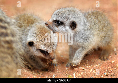 Les nouveau-nés meerkats au zoo de Bristol Gardens, qui a accueilli des triplés nés le 21 juillet. Banque D'Images