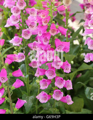 Purple fleurs campanula dans le joli jardin en été Banque D'Images