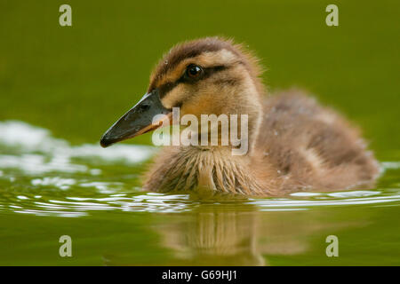 L'Allemagne, le colvert (Anas platyrhynchos) / Banque D'Images
