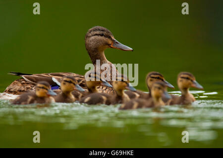 Mallard, femme,Allemagne / (Anas platyrhynchos) Banque D'Images