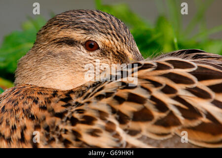 Mallard, femme,Allemagne / (Anas platyrhynchos) Banque D'Images